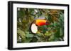 A Toco Toucan Perches in a Tree Near Iguazu Falls at Sunset-Alex Saberi-Framed Photographic Print