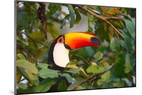 A Toco Toucan Perches in a Tree Near Iguazu Falls at Sunset-Alex Saberi-Mounted Photographic Print