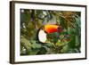 A Toco Toucan Perches in a Tree Near Iguazu Falls at Sunset-Alex Saberi-Framed Photographic Print