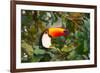 A Toco Toucan Perches in a Tree Near Iguazu Falls at Sunset-Alex Saberi-Framed Photographic Print