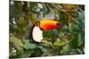 A Toco Toucan Perches in a Tree Near Iguazu Falls at Sunset-Alex Saberi-Mounted Photographic Print