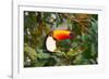 A Toco Toucan Perches in a Tree Near Iguazu Falls at Sunset-Alex Saberi-Framed Photographic Print