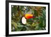 A Toco Toucan Perches in a Tree Near Iguazu Falls at Sunset-Alex Saberi-Framed Photographic Print