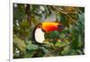 A Toco Toucan Perches in a Tree Near Iguazu Falls at Sunset-Alex Saberi-Framed Photographic Print