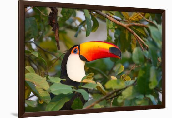 A Toco Toucan Perches in a Tree Near Iguazu Falls at Sunset-Alex Saberi-Framed Photographic Print