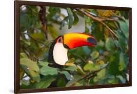 A Toco Toucan Perches in a Tree Near Iguazu Falls at Sunset-Alex Saberi-Framed Photographic Print