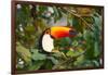 A Toco Toucan Perches in a Tree Near Iguazu Falls at Sunset-Alex Saberi-Framed Photographic Print