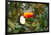 A Toco Toucan Perches in a Tree Near Iguazu Falls at Sunset-Alex Saberi-Framed Photographic Print