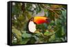 A Toco Toucan Perches in a Tree Near Iguazu Falls at Sunset-Alex Saberi-Framed Stretched Canvas