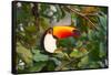 A Toco Toucan Perches in a Tree Near Iguazu Falls at Sunset-Alex Saberi-Framed Stretched Canvas