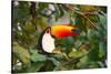 A Toco Toucan Perches in a Tree Near Iguazu Falls at Sunset-Alex Saberi-Stretched Canvas