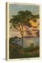 A Torrey Pine, San Diego, California-null-Stretched Canvas