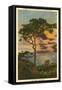 A Torrey Pine, San Diego, California-null-Framed Stretched Canvas