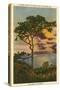 A Torrey Pine, San Diego, California-null-Stretched Canvas