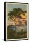 A Torrey Pine, San Diego, California-null-Framed Stretched Canvas