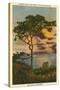 A Torrey Pine, San Diego, California-null-Stretched Canvas