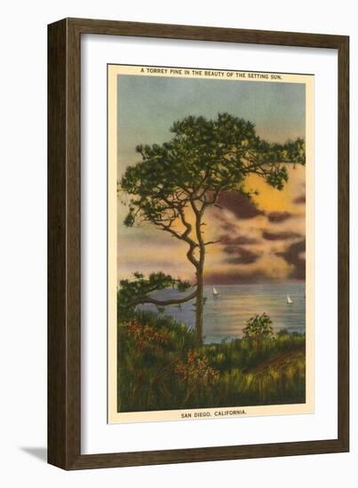 A Torrey Pine, San Diego, California-null-Framed Art Print