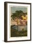 A Torrey Pine, San Diego, California-null-Framed Art Print