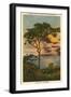 A Torrey Pine, San Diego, California-null-Framed Art Print