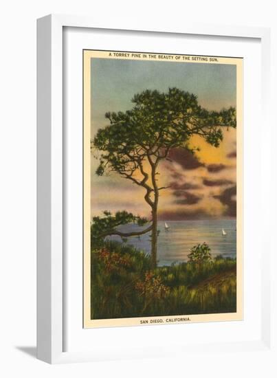 A Torrey Pine, San Diego, California-null-Framed Art Print