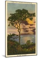 A Torrey Pine, San Diego, California-null-Mounted Art Print