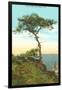 A Torrey Pine, San Diego, California-null-Framed Art Print