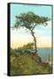 A Torrey Pine, San Diego, California-null-Framed Stretched Canvas