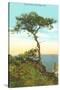 A Torrey Pine, San Diego, California-null-Stretched Canvas