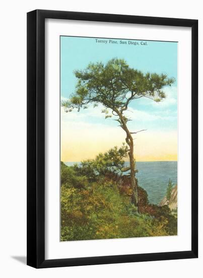 A Torrey Pine, San Diego, California-null-Framed Art Print