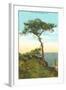 A Torrey Pine, San Diego, California-null-Framed Art Print