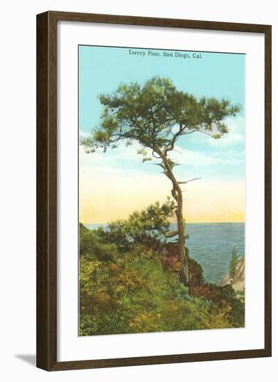 A Torrey Pine, San Diego, California-null-Framed Art Print