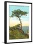 A Torrey Pine, San Diego, California-null-Framed Art Print