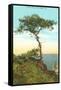 A Torrey Pine, San Diego, California-null-Framed Stretched Canvas