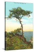 A Torrey Pine, San Diego, California-null-Stretched Canvas