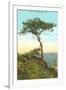 A Torrey Pine, San Diego, California-null-Framed Art Print