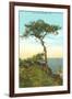 A Torrey Pine, San Diego, California-null-Framed Art Print