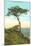 A Torrey Pine, San Diego, California-null-Mounted Art Print