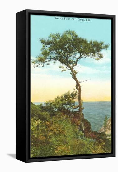 A Torrey Pine, San Diego, California-null-Framed Stretched Canvas