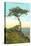 A Torrey Pine, San Diego, California-null-Stretched Canvas