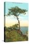 A Torrey Pine, San Diego, California-null-Stretched Canvas
