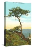 A Torrey Pine, San Diego, California-null-Stretched Canvas