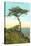 A Torrey Pine, San Diego, California-null-Stretched Canvas