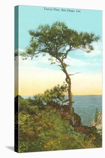 A Torrey Pine, San Diego, California-null-Stretched Canvas