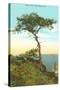 A Torrey Pine, San Diego, California-null-Stretched Canvas