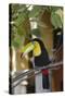 A toucan-Natalie Tepper-Stretched Canvas