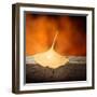 A Touch  of Autum-Philippe Sainte-Laudy-Framed Photographic Print