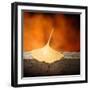 A Touch  of Autum-Philippe Sainte-Laudy-Framed Photographic Print