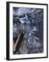 A Touch of Blue-Kevin Daniel-Framed Art Print