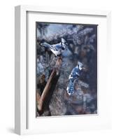 A Touch of Blue-Kevin Daniel-Framed Art Print