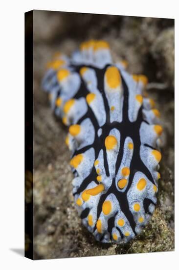 A Toxic Nudibranch Crawls Slowly across a Reef-Stocktrek Images-Stretched Canvas